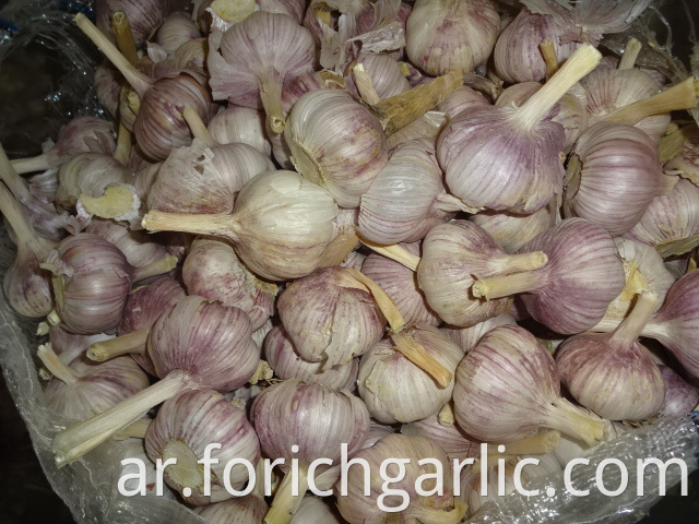 Regular White Garlic